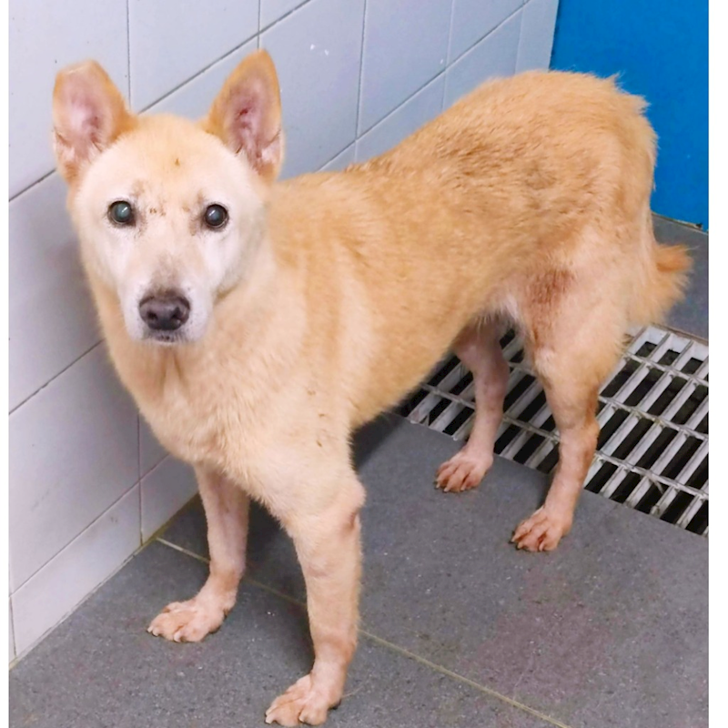 新北市中和區公立動物之家,編號:35605, 混種犬          