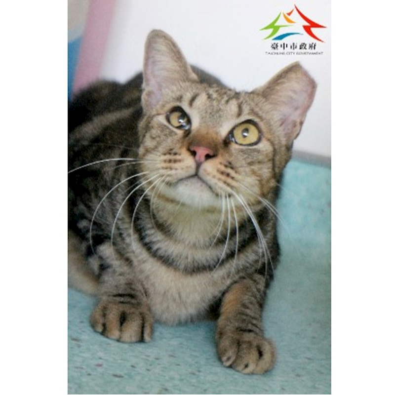 臺中市動物之家后里園區,編號:422061, 混種貓                 