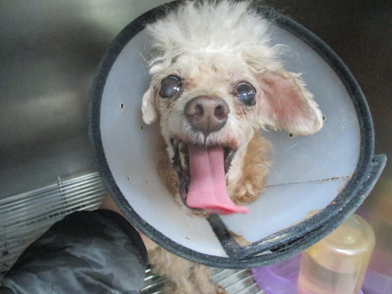 高雄市壽山動物保護教育園區,編號:422094, 貴賓犬        