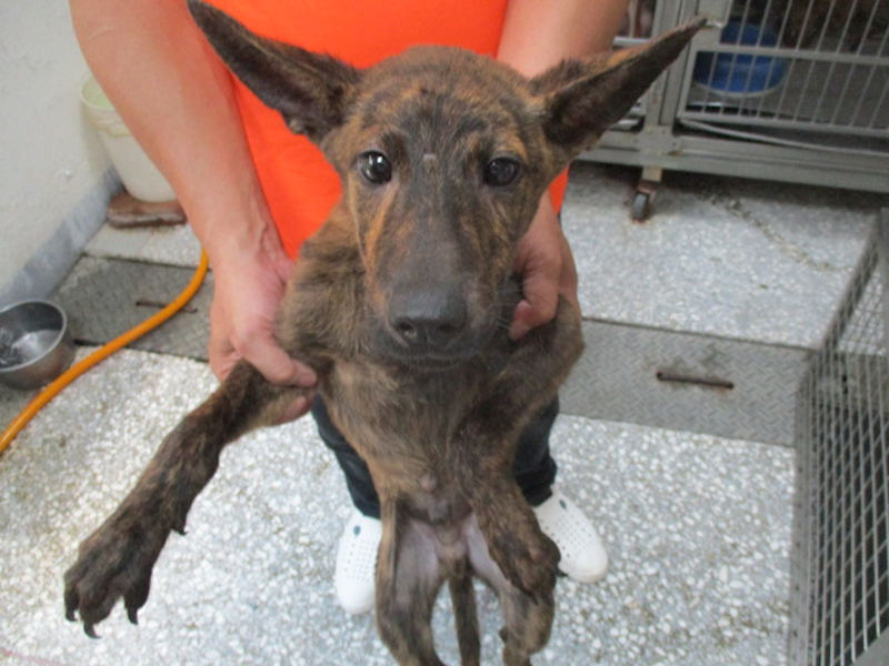 高雄市壽山動物保護教育園區,編號:358100, 混種犬          