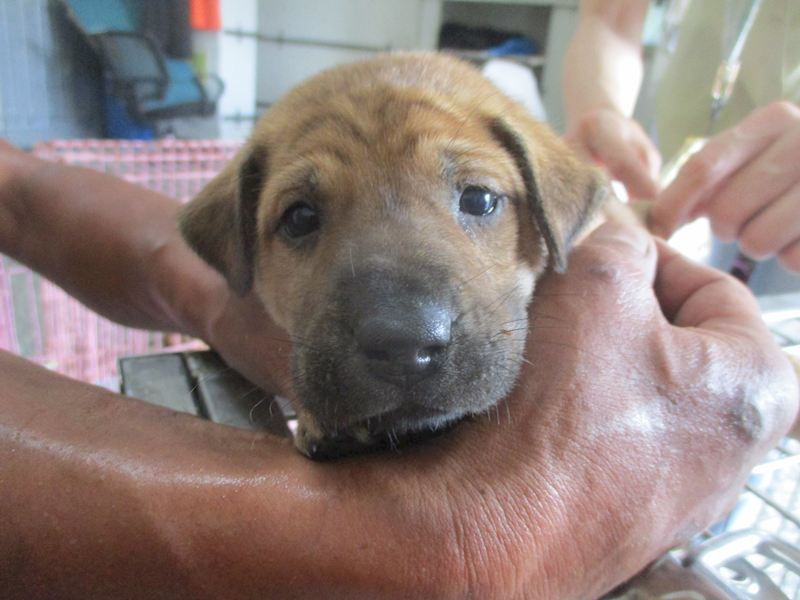 高雄市壽山動物保護教育園區,編號:417408, 混種犬          