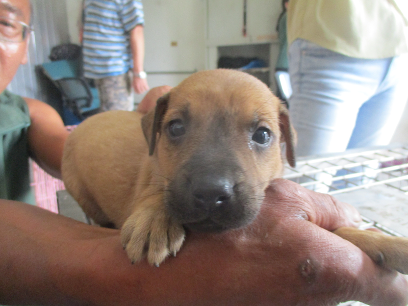 高雄市壽山動物保護教育園區,編號:417409, 混種犬          