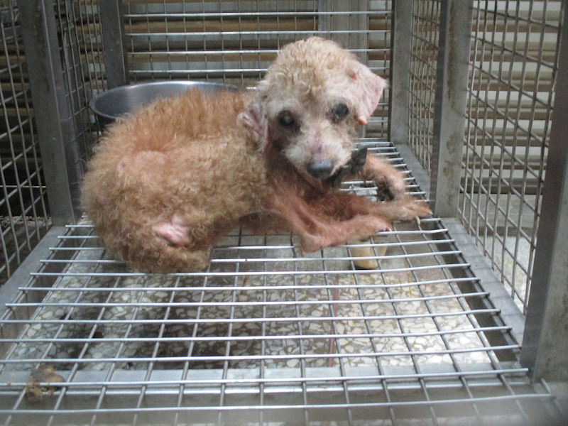 高雄市壽山動物保護教育園區,編號:380982, 貴賓犬        