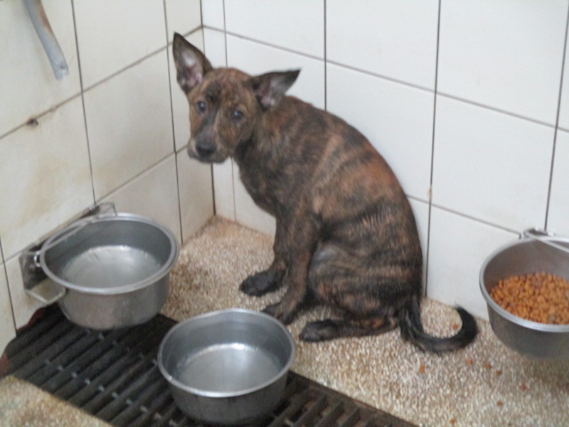 高雄市壽山動物保護教育園區,編號:403952, 混種犬          