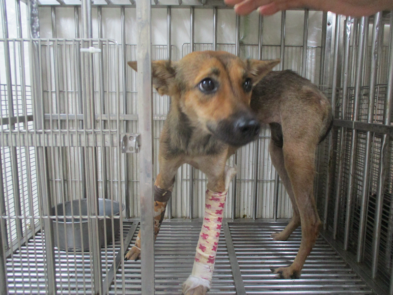 高雄市壽山動物保護教育園區,編號:402336, 混種犬          