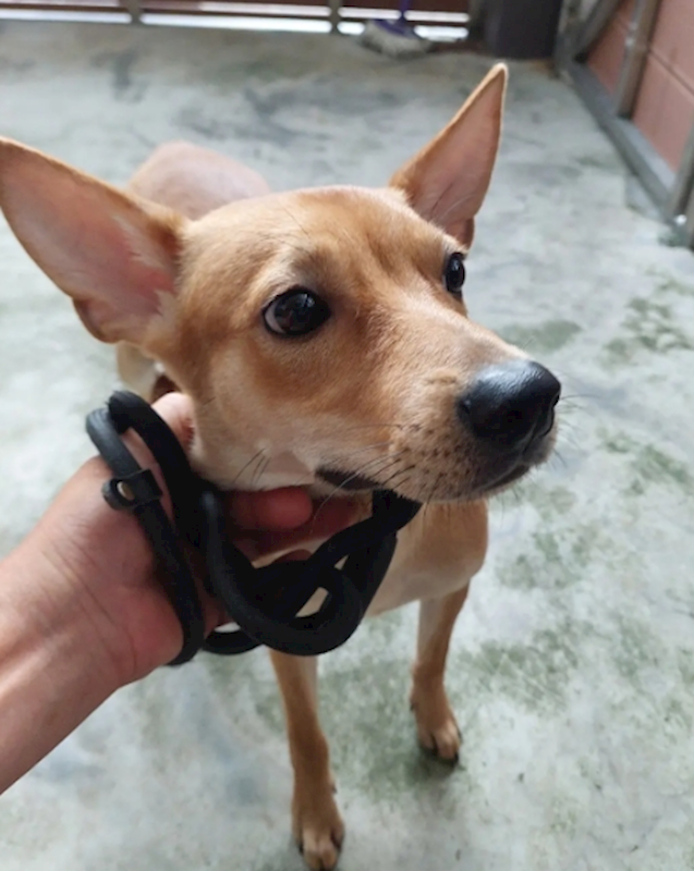 新北市五股區公立動物之家,編號:420990, 混種犬          