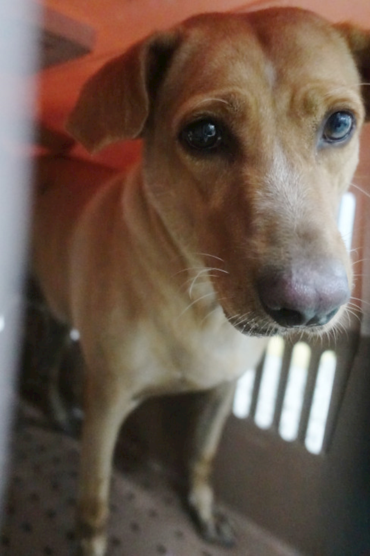 宜蘭縣流浪動物中途之家,編號:423828, 混種犬          