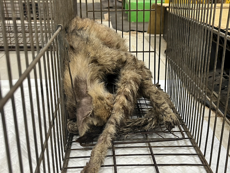 金門縣動物收容中心,編號:423781, 混種貓                 