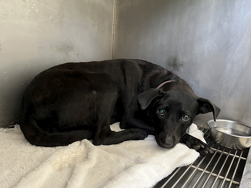 臺北市動物之家,編號:366418, 混種犬          