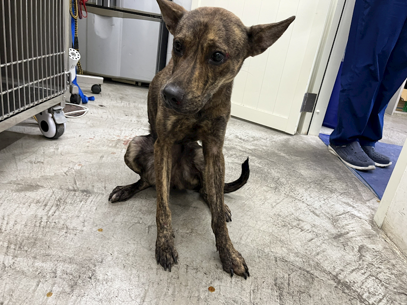 臺北市動物之家,編號:390752, 混種犬          