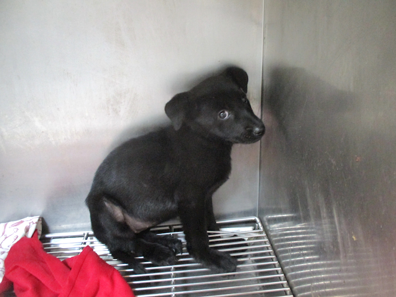 高雄市壽山動物保護教育園區,編號:423667, 混種犬          