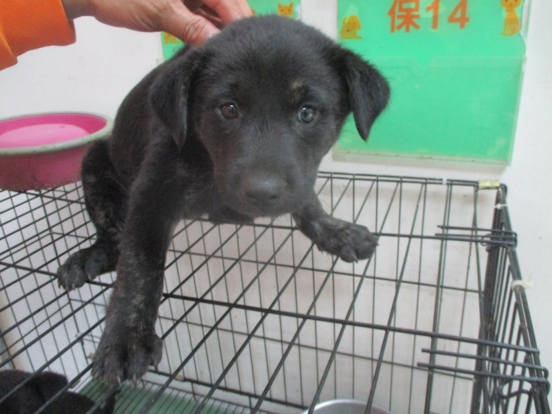 高雄市壽山動物保護教育園區,編號:423666, 混種犬          