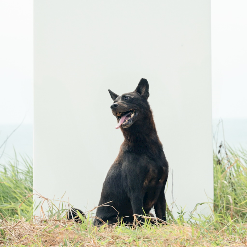 新北市淡水區公立動物之家,編號:35877, 混種犬          
