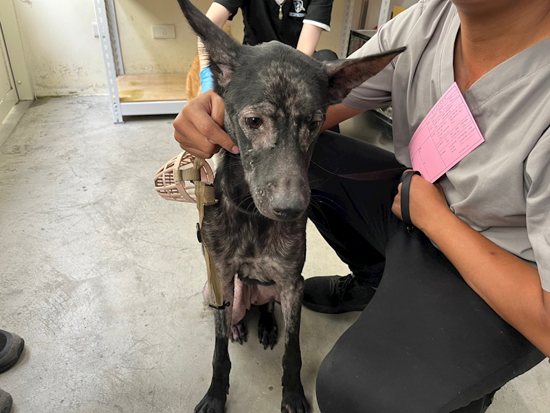 臺北市動物之家,編號:323432, 混種犬          