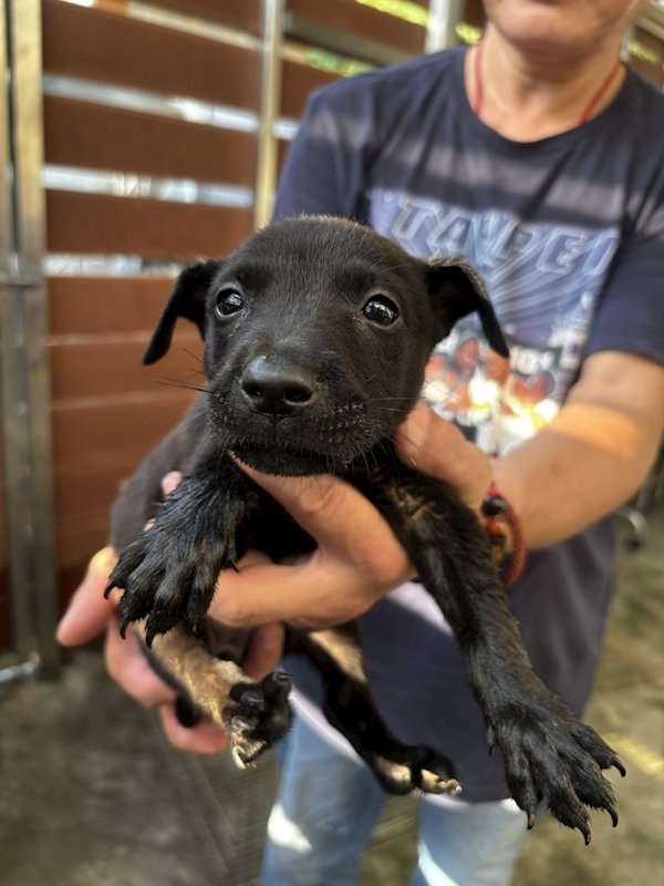 新北市五股區公立動物之家,編號:422311, 混種犬          