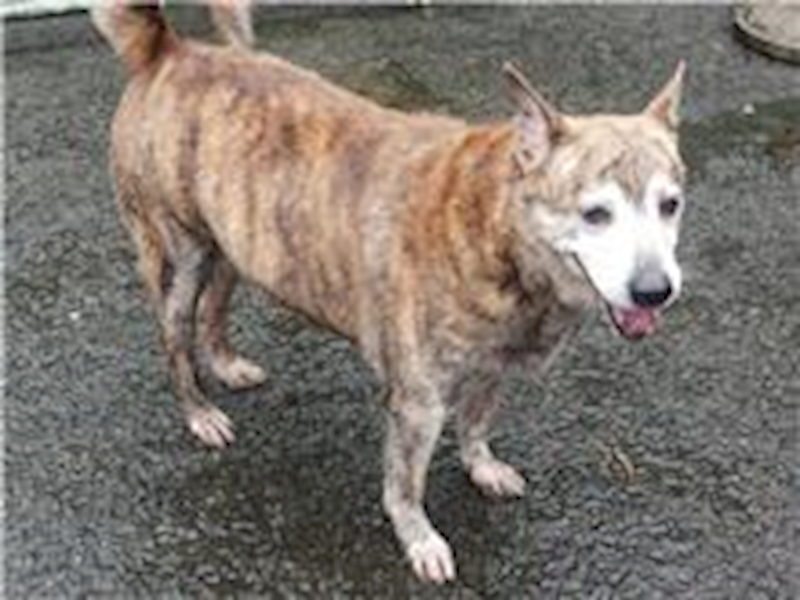 臺北市動物之家,編號:92721, 混種犬          