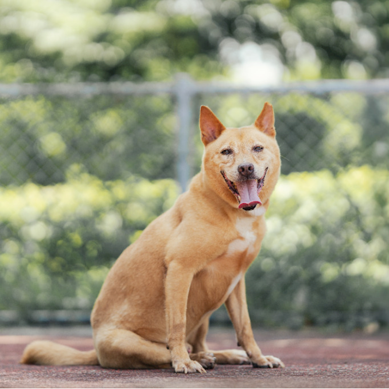 新北市板橋區公立動物之家,編號:340989, 混種犬          