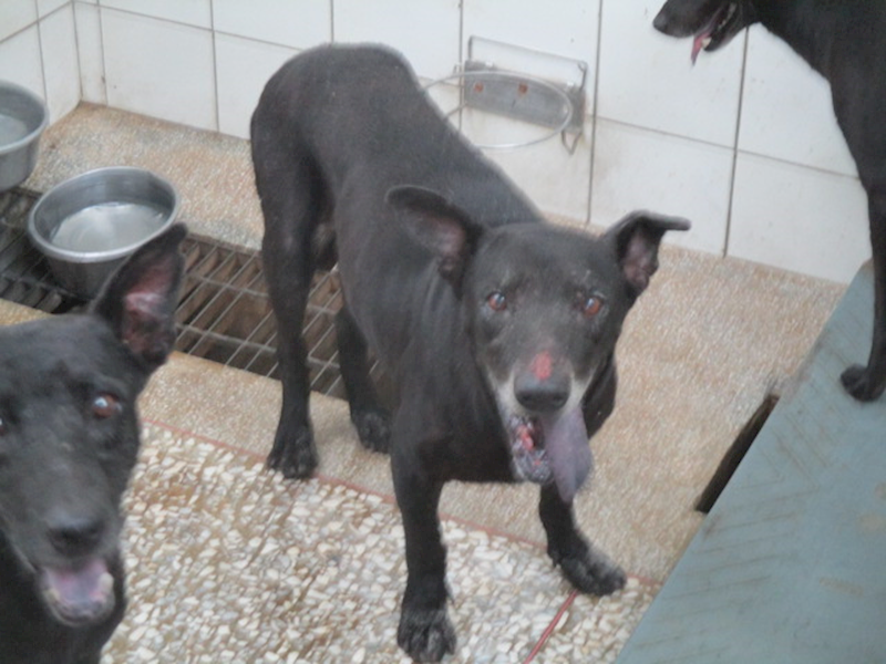 高雄市壽山動物保護教育園區,編號:423864, 混種犬          