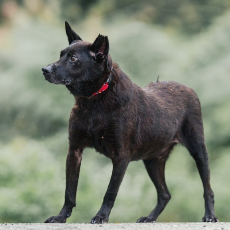 新北市新店區公立動物之家,編號:84180, 混種犬          