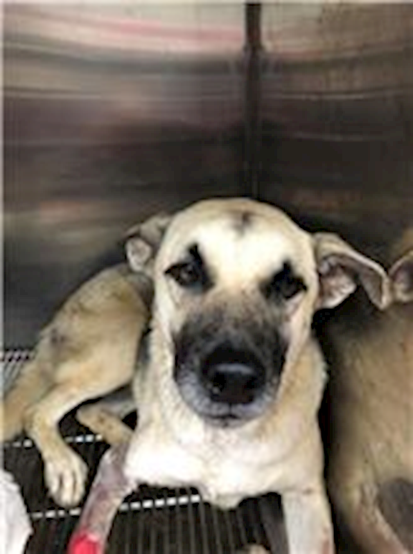 新北市新店區公立動物之家,編號:76609, 混種犬          