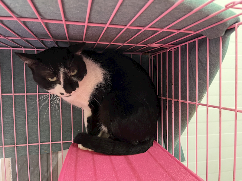 臺北市動物之家,編號:371664, 混種貓                 