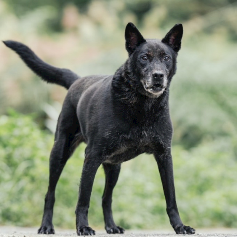 新北市新店區公立動物之家,編號:72199, 混種犬          