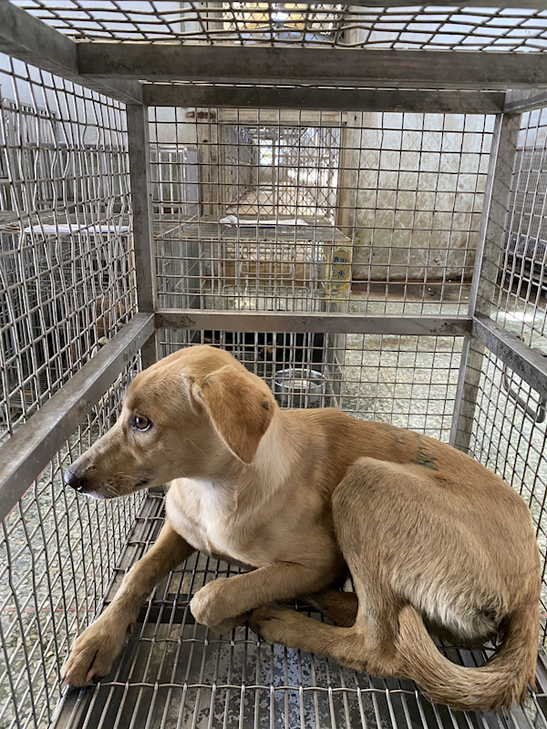 臺南市動物之家善化站,編號:423861, 混種犬          