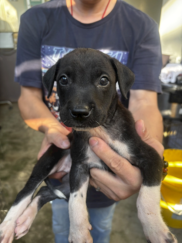 新北市五股區公立動物之家,編號:422316, 混種犬          