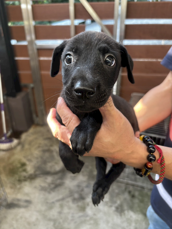 新北市五股區公立動物之家,編號:422322, 混種犬          