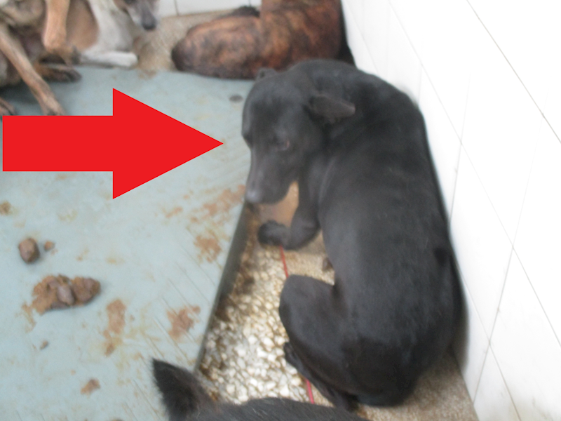 高雄市壽山動物保護教育園區,編號:419588, 混種犬          