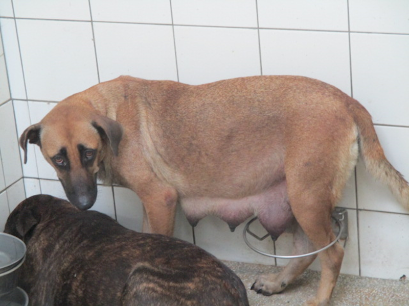 高雄市壽山動物保護教育園區,編號:421405, 混種犬          