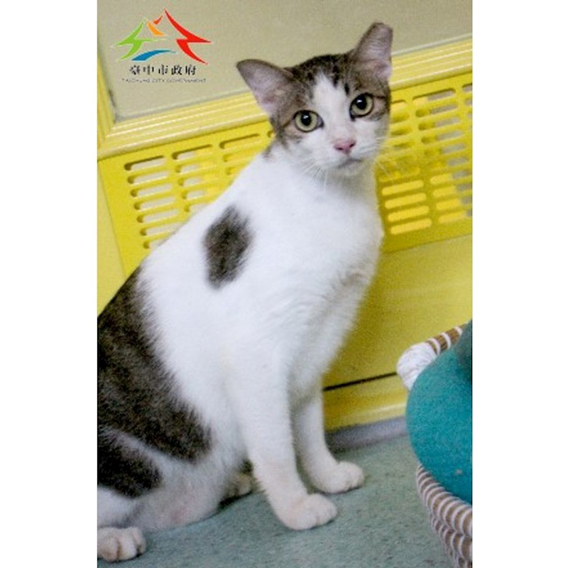 臺中市動物之家后里園區,編號:422057, 混種貓                 