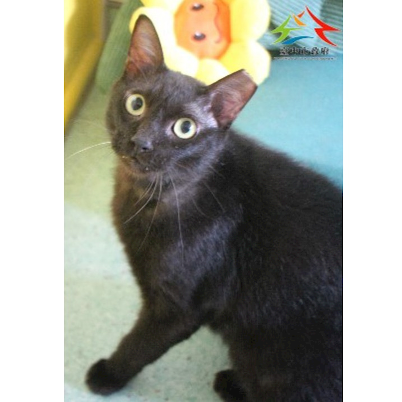 臺中市動物之家后里園區,編號:422062, 混種貓                 