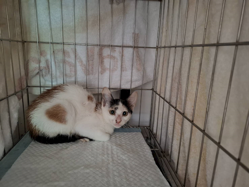 臺北市動物之家,編號:409451, 混種貓                 