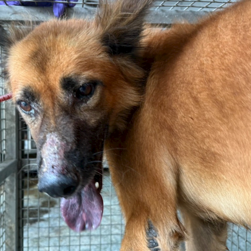 臺南市動物之家善化站,編號:424110, 混種犬          