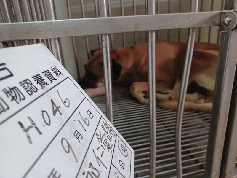 雲林縣流浪動物收容所,編號:423606, 混種犬          