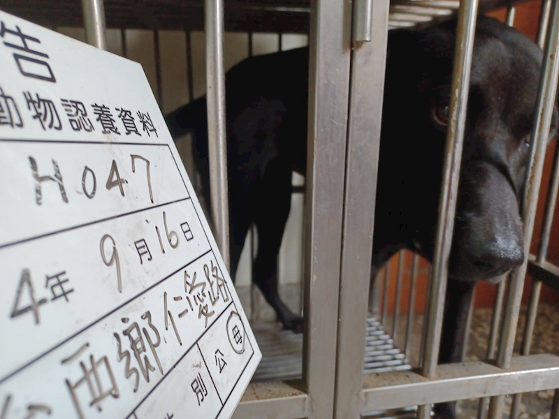 雲林縣流浪動物收容所,編號:423607, 混種犬          