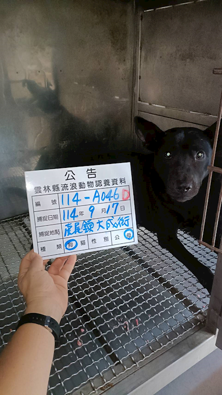 雲林縣流浪動物收容所,編號:423605, 混種犬          