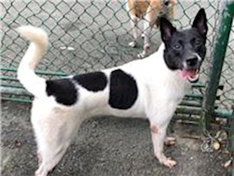 臺北市動物之家,編號:31669, 其他                  