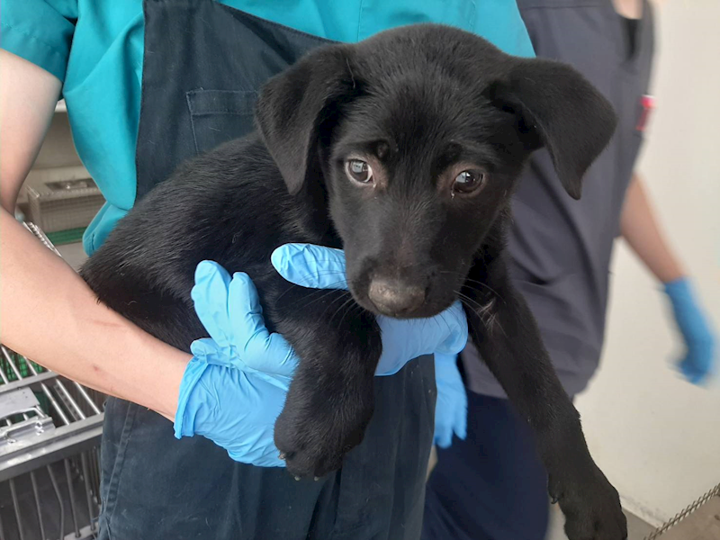 臺北市動物之家,編號:299739, 混種犬          