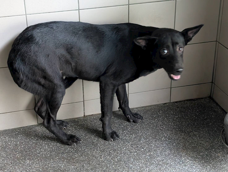 高雄市燕巢動物保護關愛園區,編號:424103, 混種犬          