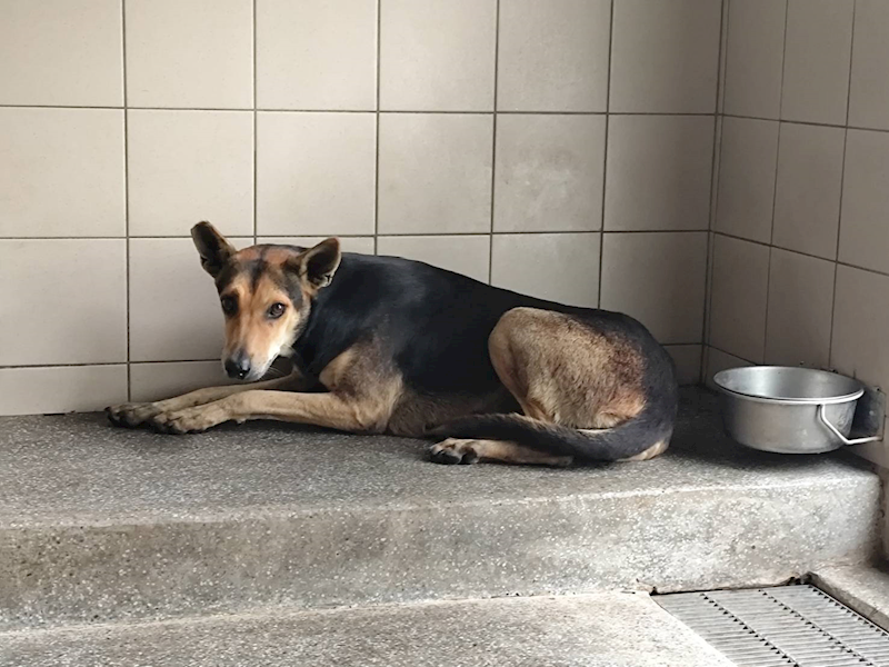 高雄市燕巢動物保護關愛園區,編號:424102, 混種犬          