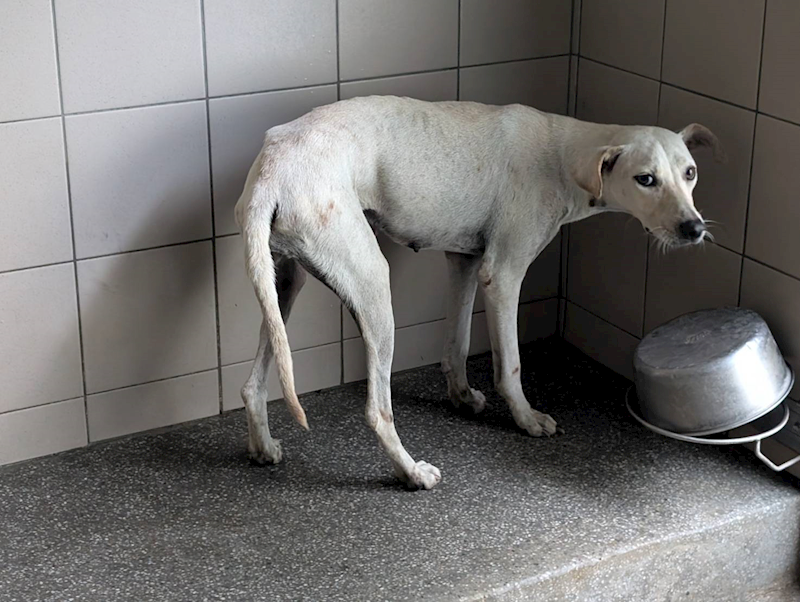 高雄市燕巢動物保護關愛園區,編號:424101, 混種犬          