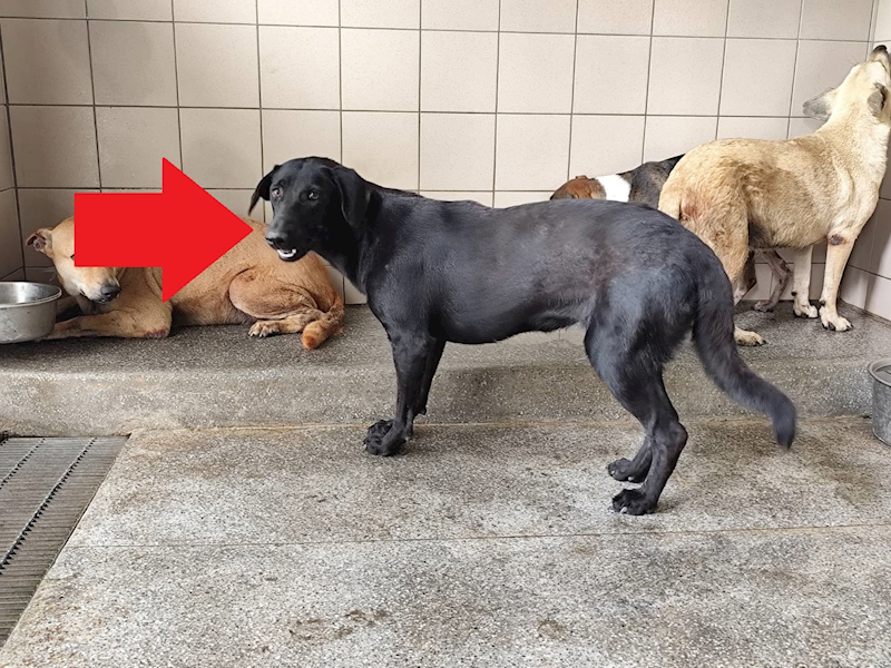 高雄市燕巢動物保護關愛園區,編號:424100, 混種犬          