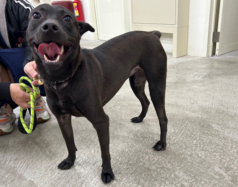 臺北市動物之家,編號:334844, 混種犬          