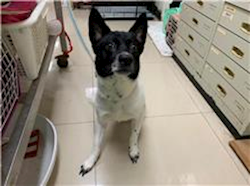 臺北市動物之家,編號:226215, 混種犬          