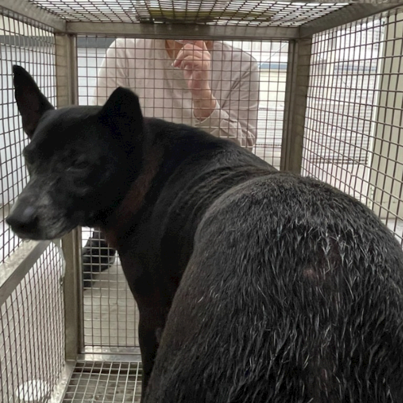 臺北市動物之家,編號:383167, 混種犬          