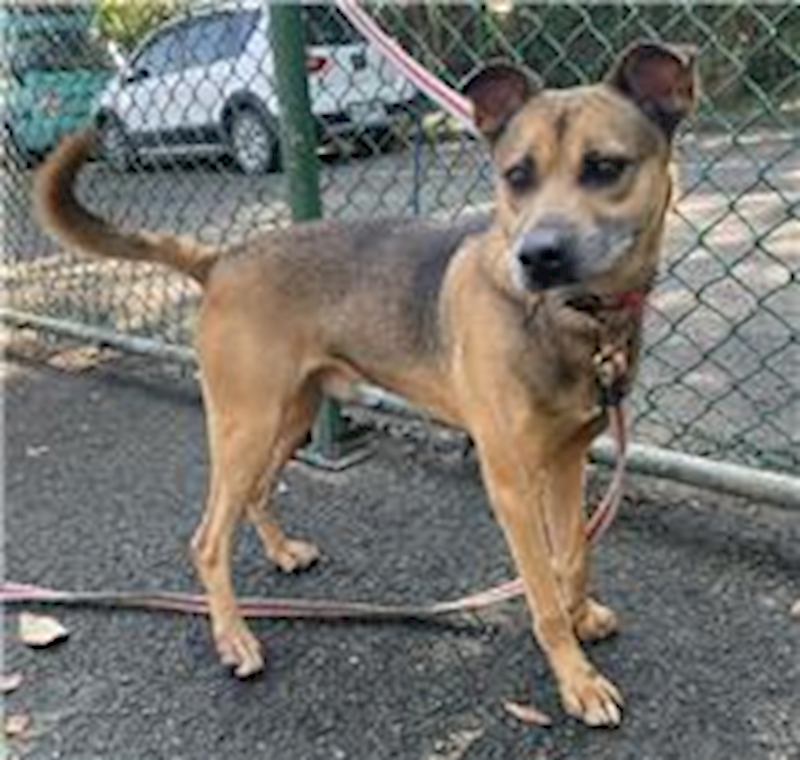 臺北市動物之家,編號:163433, 混種犬          