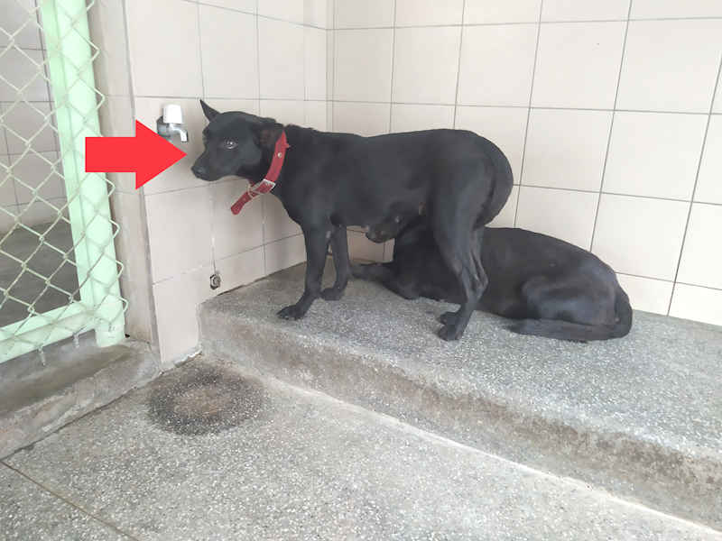 高雄市燕巢動物保護關愛園區,編號:424091, 混種犬          