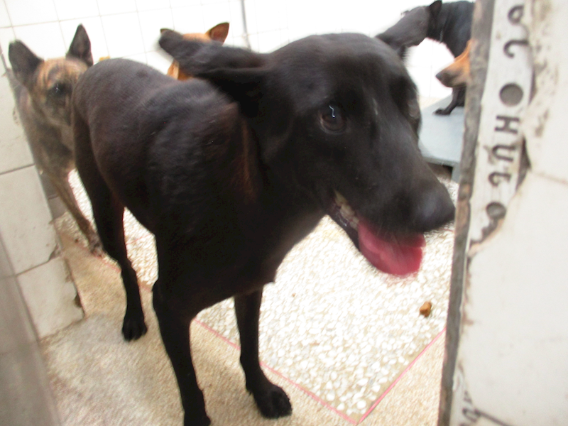 高雄市壽山動物保護教育園區,編號:423183, 混種犬          